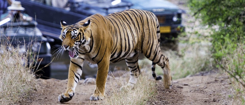 Jaipur to Ranthambore Day Trip or Weekend Tour