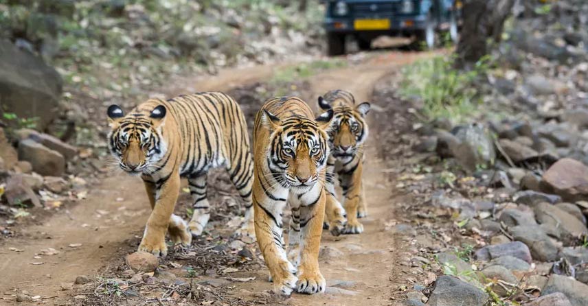 03 Days Jaipur Ranthambore Tour